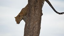 Masai Mara/ Lake Nakuru 5 Days Safari