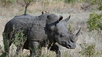 3 Days Masai Mara Joining Tour