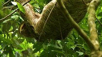 Mistico Park Hanging Bridges Guided Tour in La Fortuna