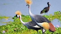  Lake Naivasha & Crescent island day trip.