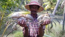 Kumbalangi Village Sightseeing Tour