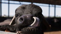 Visit to the Bufale and Dairy farm with cheese tasting