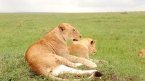 Giraffe center, stedmark animals haven & Nairobi Park Tour