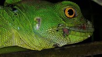 Sloth and frogs watching (Nigth Walk)