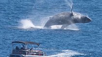 Whale Watching in Cabo San Lucas on board our Luxury Trimaran! 