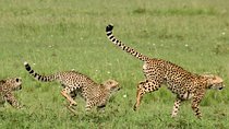 Maasai Mara Under Canvas 3 Days Safari