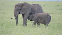 Masai Mara/ Lake Naivasha/ Amboseli 7 Days Safari
