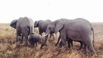 Day Trip Arusha National Park