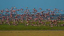 A Day Through the Doñana National Park and the Village of Rocio