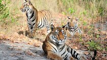 6 Day Private Tour of Taj with Glimpse of Tiger & Culture of Rajasthan
