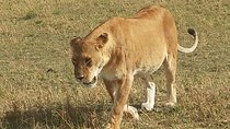 3 day Maasai Mara Adventure Group Safari