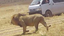 3 Days Maasai Mara Budget Group Safari
