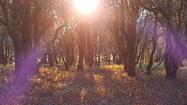 Horseback riding and camping in the mountains