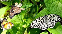 Bird Park & Butterfly Farm Nature Include All Entrance Tour From Kuala Lumpur