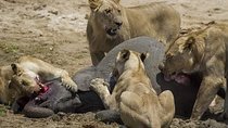 Chobe Day Trip