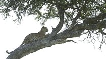 4-Day Camping Safari Including Serengeti & Ngorongoro