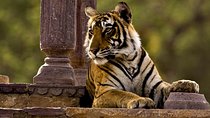 One Way Transfer From Jaipur To Ranthambore in AC Vehicle