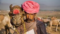 One Way Transfer From Jaipur To Pushkar in AC Vehicle With Lunch