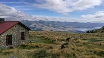 Off The Beaten Track- Packhorse Hut Guided Walk(Small Group Tour)