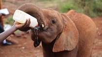Nairobi National park, Elephant Orphanage&Bomas Cultural Dance 