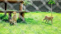 Kibera Slums and Stedmak Gardens Animal Park Guided Day Tour in Nairobi 