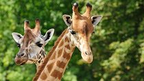 Day tour to Giraffe center and Karen Blixen Nairobi