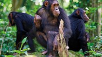 2 Days of Chimpanzee Trekking - Nyungwe National Park