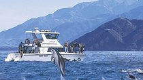 Kaikoura Swim with Dolphins Tour from Christchurch