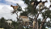 Goats climbing the trees