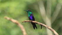 The Best Birdwatching Tour Around The Arenal Volcano