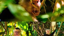 Monkey tour. 