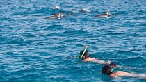 Dolphin Watching Trip with 2 Snorkeling Stops