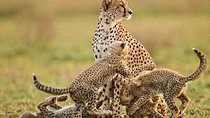 3-Day Safari in Mikumi