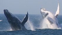 Cape Town Private Tour. Hermanus Whale Watching Full Day