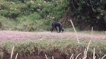 Overnight safari to Olpajeta Conservancy and Mount Kenya Climbing