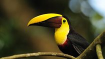Bird Watching Arenal Oasis
