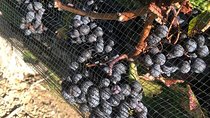  Private wine Tours- Toronto To Niagara-on-Lake
