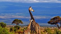 6 Day Kilimanjaro Hiking & Climb Tour Via Machame Route