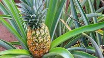Oahu Grand Circle Island Experience from Waikiki