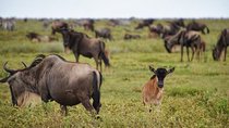 5 Day Serena Luxury Tanzania Safari