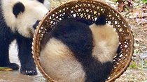 Chengdu Panda Tour and Taste Spicy Hotpot 