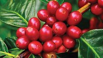 Coffee Farm Tour : Coffee Tasting, Coffee Ceremony, Coffee Plantation visit