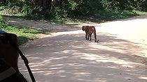 Yala Safari From Kaluthara - Bantota - ahaungalla -Hikkaduwa - And Surround