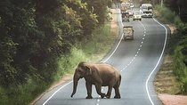 Private 6-Day Sightseeing Tour around Sri Lanka