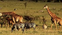 3 Days Ngorongoro Crater Wildlife Safari