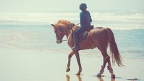 Horseback Riding: PLAYA BLANCA Advanced Riders - Tangier - 1 hour
