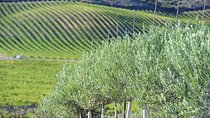 Olive oil and Navarre winery visit with tastings and lunch in small group tour