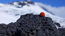 Etna Morning Experience