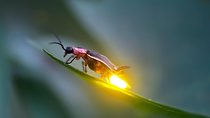 Sic - Kuala Selangor Firefly Tour 