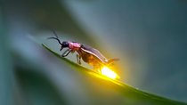 Kuala Selangor Firefly Tour